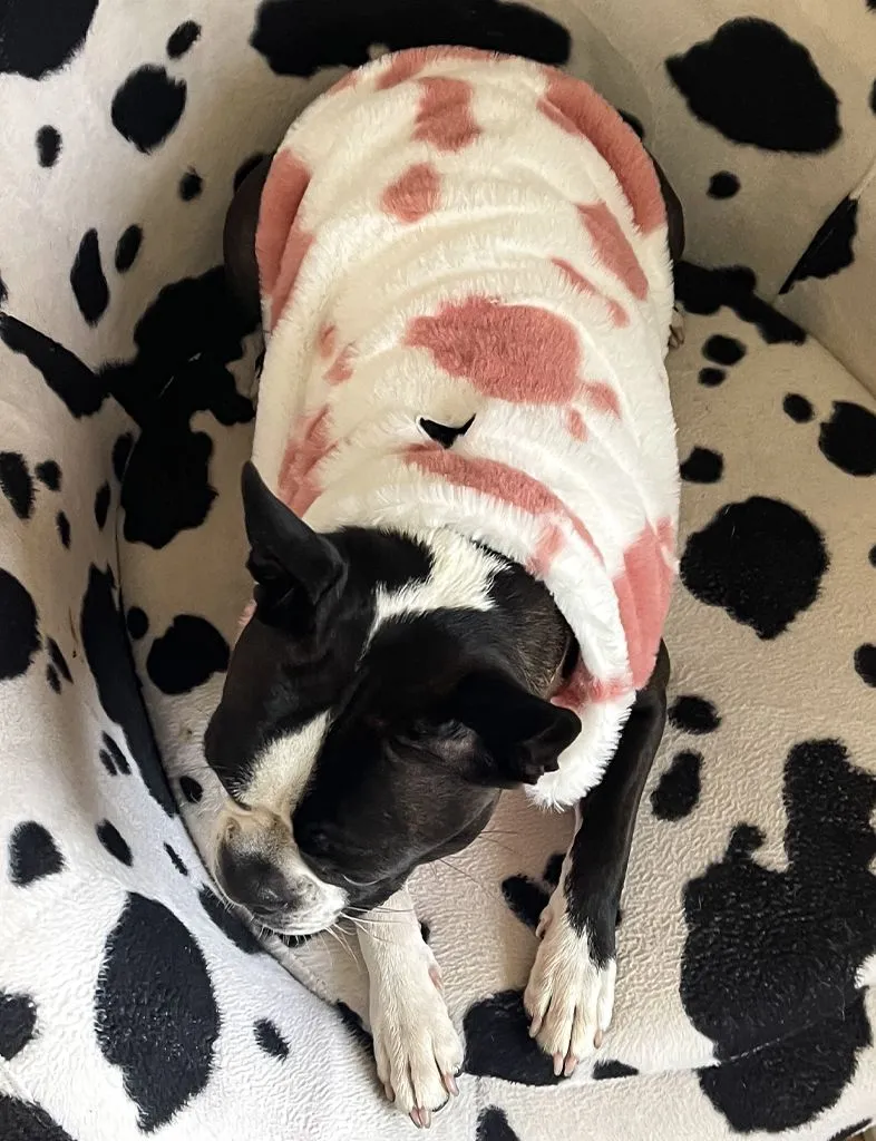 B!TCH I'M A COW FAUX FUR DOG JACKET - PINK